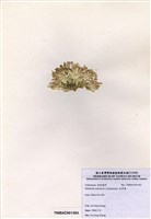 藏品(仙掌藻)的圖片